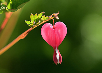 tem sept coeur mariap photo pascazio jggrzpixabay
