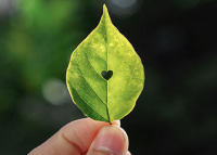 El corazón en la yema de los dedos