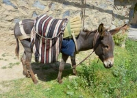 Reflection of the donkey in the crib by an oblate...